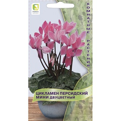Цикламен Мини Двуцветный персидский (Код: 91193)
