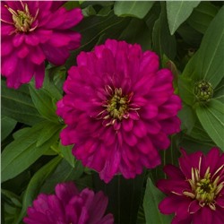 5224D Цинния мариландская Зайдеко Черри 5шт