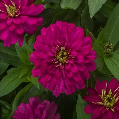 5224D Цинния мариландская Зайдеко Черри 5шт