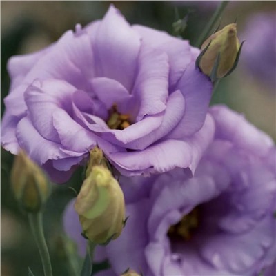 5195D Эустома Кармен Лилак 5шт