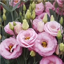 5202D Эустома крупноцветковая Арена F1 III Хот Пинк 5шт