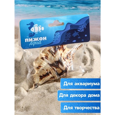 Ракушка декоративная, 7-11 см