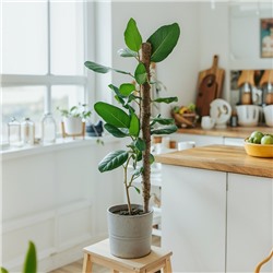 Опора для комнатных цветов, h=120 см, d=2.5 см, пластик, кокосовая оплётка, Greengo