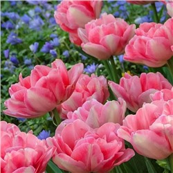 Тюльпан Фокстрот махровый ранний 11/12 3шт СдС