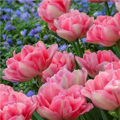 Тюльпан Фокстрот махровый ранний 11/12 3шт СдС