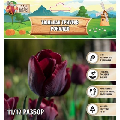 Тюльпан триумф Роналдо, р-р 11/12, 5 шт, Весна 2025