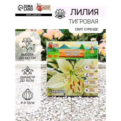 Лилия Тигровая "Свит Суренде", р-р 12/14, 3 шт, Весна 2025