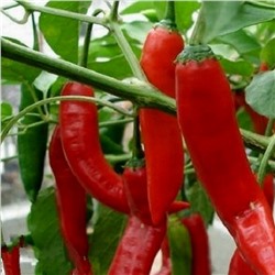 5155D Перец острый Астраханский 147 5шт