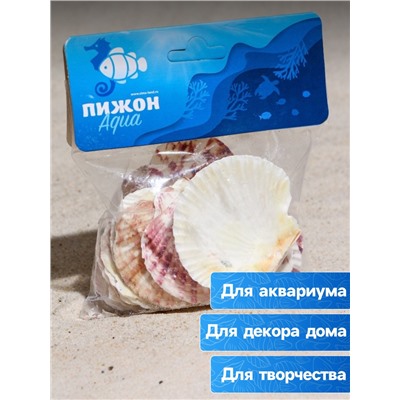 Набор ракушек «Гребешок пуксидатус», размер 4 - 6 см, 100 г