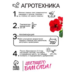 Семена комнатных цветов Глоксиния "Аванти" Зеленый дом, Мн, 5 шт.