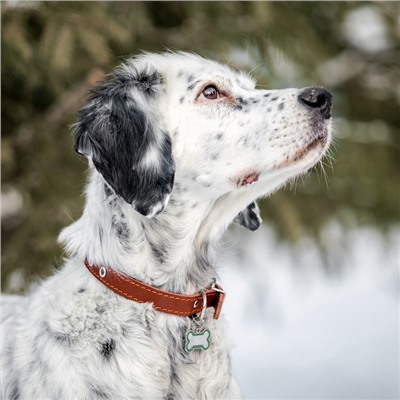 Ошейник кожаный однослойный безразмерный, 45×2 см, ОШ 18-39 см, коричневый