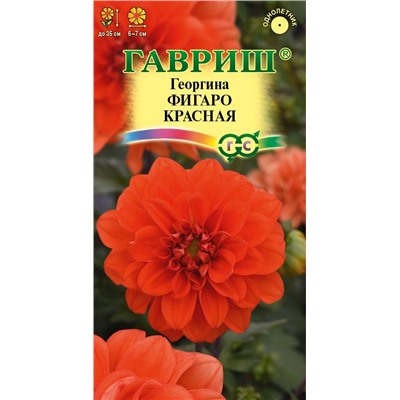 Георгина Фигаро красная (Код: 90671)