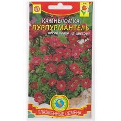 Камнеломка Пурпурмантель  (Код: 75244)