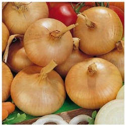 Лук репчатый Штуттгартер ризен 1г