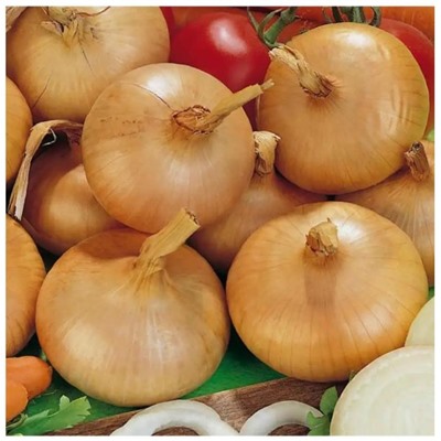 Лук репчатый Штуттгартер ризен 1г