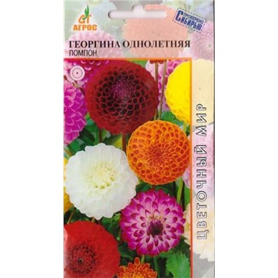 Георгина Помпон (Код: 72431)