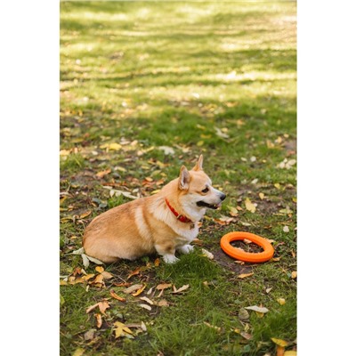 Кольцо «ДогЛайк» D-2612, 8-мигранное, среднее ⌀ 28.5 см