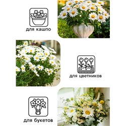 Семена цветов Ромашки "Аляска", 0,3 г