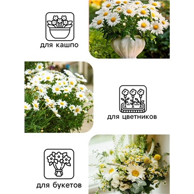 Семена цветов Ромашки "Аляска", 0,3 г