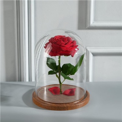 Стеклянный купол-клош на деревянной подставке «Венсан», 20×15 см, коричневый