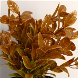 УЦЕНКА Бонсай «Руэллия», 9×20 см, без горшка, МИКС