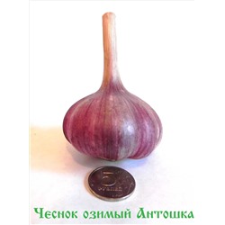 Чеснок Антошка озимый (4-6см) фас 250гр
