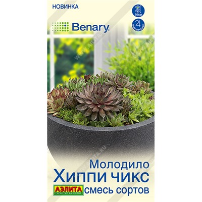 Молодило Хиппи чикс смесь (Код: 93586)