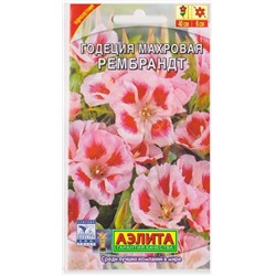 Годеция Рембрандт (Код: 8848)