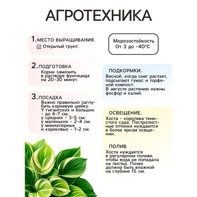 Хоста "Fragrant Bouquet", р-р I, размер ML,1 шт, Весна 2025