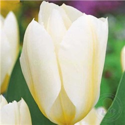 Тюльпан Пуриссима (фостера) 11/12 3шт СдС