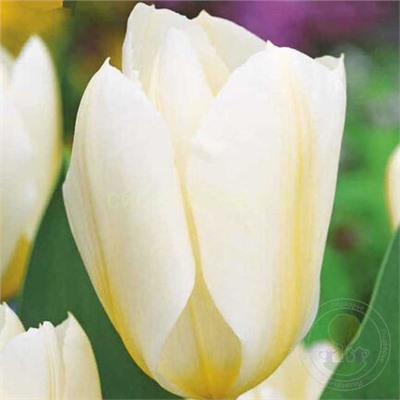 Тюльпан Пуриссима (фостера) 11/12 3шт СдС