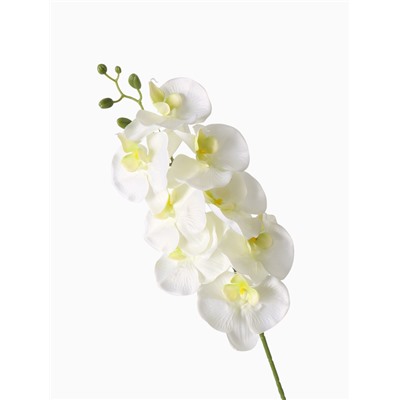 Цветы искусственные «Орхидея Изящная», 10×100 см, белые