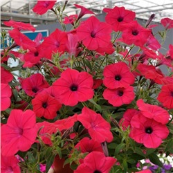 5184D Петуния ампельная Тайдал Вэйв Черри 5шт