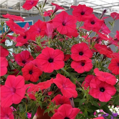 5184D Петуния ампельная Тайдал Вэйв Черри 5шт