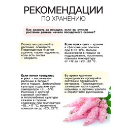 Астильба Арендса Brautschleierмноголетник, корневище в торфогрунте р-р II, 2 шт.