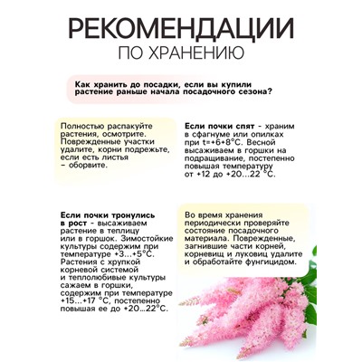 Астильба Арендса Weisse Gloria многолетник, корневище в торфогрунте, р-р II, 2 шт.