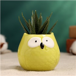 Декоративный горшок для цветов «Сова Гриня», керамический, 150 мл, 5×6 см, жёлтый