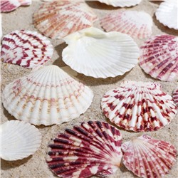 Набор ракушек «Гребешок пуксидатус», размер 4 - 6 см, 100 г