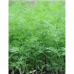 Укроп Нежность