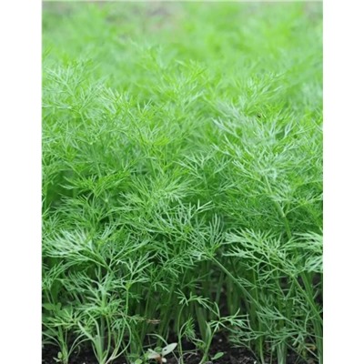 Укроп Нежность