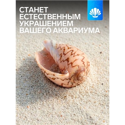 Ракушка декоративная, 6-7 см