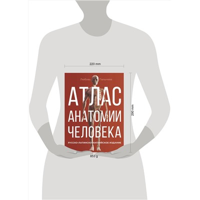 АСТ Палычева Любовь Николаевна "Атлас анатомии человека. Русско-латинско-английское издание"