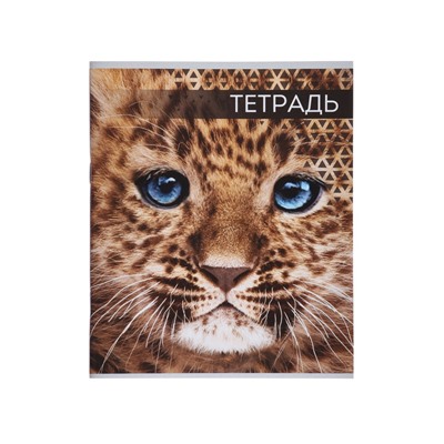 Комплект тетрадей, 48 листов в клетку, Calligrata «Дикие кошки», серые листы, 4 штуки