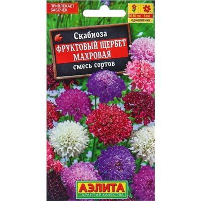 Скабиоза Фруктовый Щербет Аэлита