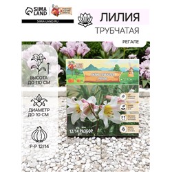 Лилия Трубчатая "Регале", р-р 12/14, 3 шт, Весна 2025