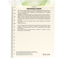 Овсяница сизая, р-р I, 1 шт.