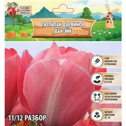 Тюльпан Дарвинов Ван Эйк, р-р 11/12, 5 шт, Весна 2025