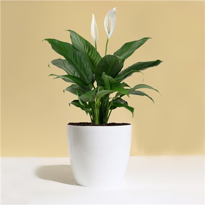 Кашпо для цветов, d=21 см, 5.2 л, пластик, белое