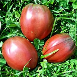 7095T Томат Юлин Чёрный кулон 10шт