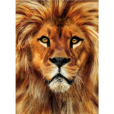 Алмазная мозаика с полным заполнением на холсте «Лев», 15×21 см